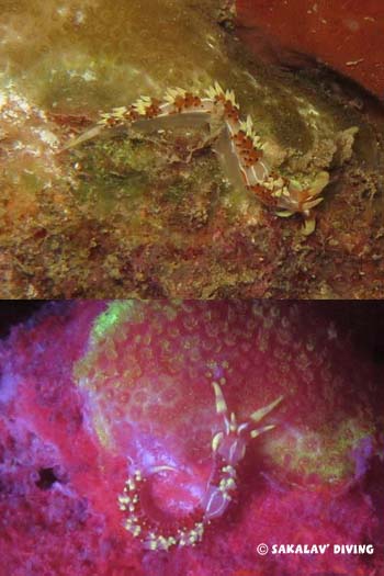caloria indica en plongée de nuit fluo à Nosy Be